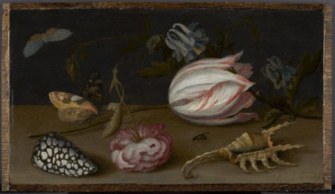 Still life, A Tulip, shells, a rose and a butterfly on a table, Balthasar Van Der Ast
